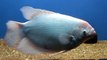 Beautiful Sea Fish With Awesome Nature #animals #fish #seafish #awesomefish #viral #Trending #4k