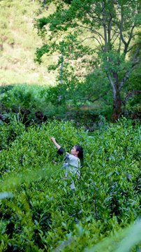 Everything can be crispy, tea crispy meat, crispy with crispy meat, and the fragrance of tea. #Record my rural life