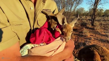 20 Animals Asking People for Help
