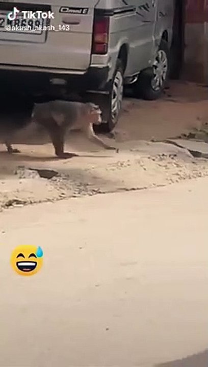 video tiktok singe et chien shorts xptdr