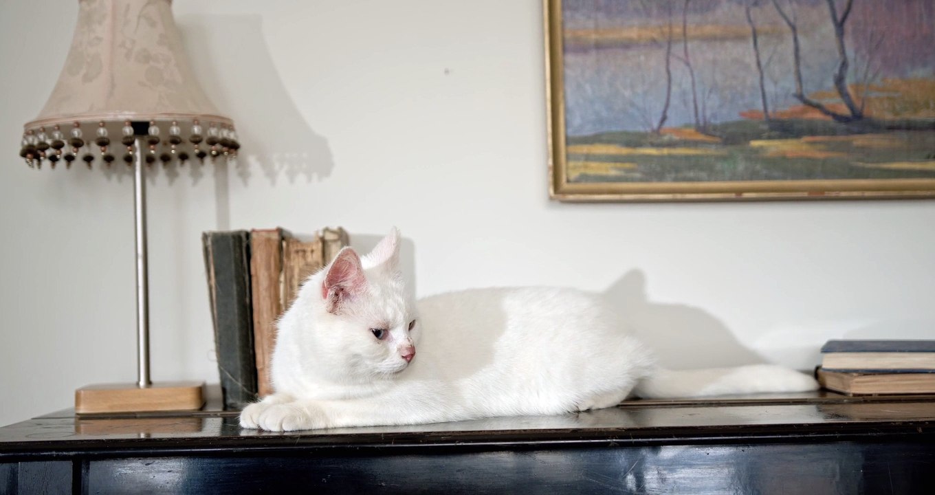 video chat blanc trop mignon sur un bureau