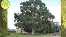 COMO saber que Clases y tipos de ARBOLES que debemos sembrar en casa