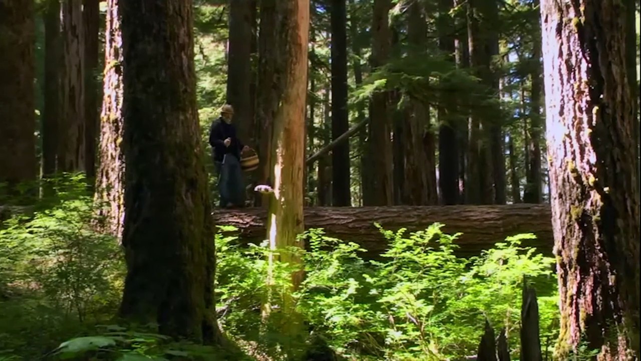 FANTASTISCHE PILZE Film