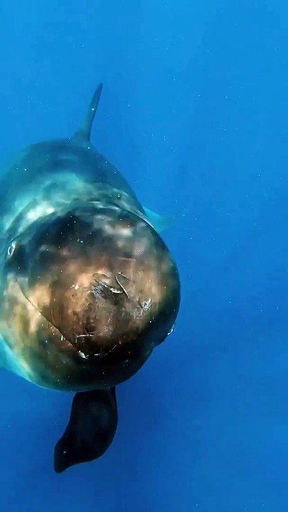 شاهد كائن بحري يتواصل مع غواص بالصوت: هل يمكنك تفسير ما يقوله؟