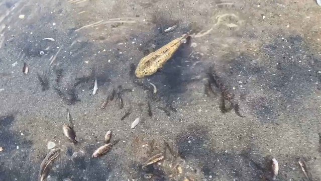 Peces muertos en la orilla de una de las playas del Mar Menor.