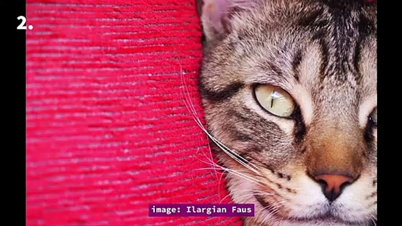 25 Amazing Cat Facts - interesting facts about your feline friends
