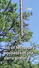 El helicóptero-sierra, el último invento a lo grande de EEUU para podar árboles