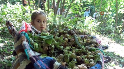 Hizan fındığının hasadına başlandı