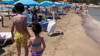 Tatilcilere renk katan pelikanlarla 25 yıllık dostluk