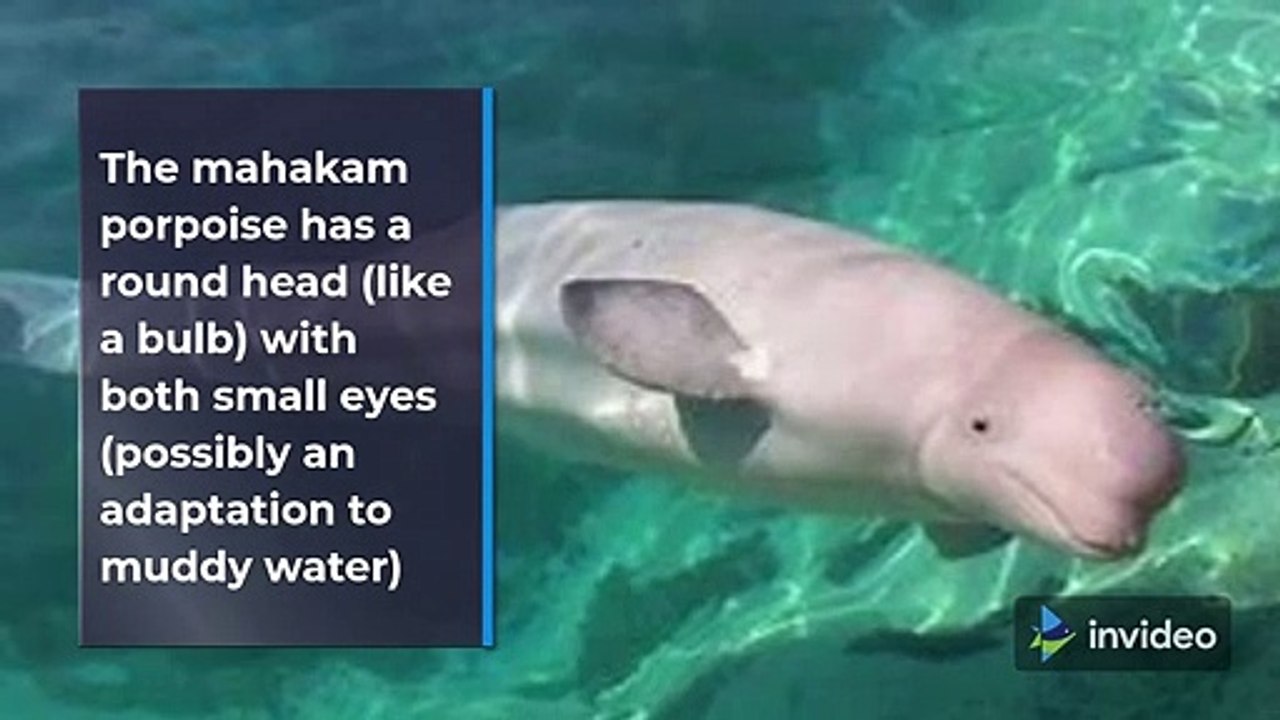 Freshwater Dolphins That Are Endangered