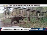 കോതമംഗലത്ത് യാത്രക്കാർക്ക് നേരെ പാഞ്ഞടുത്ത് കാട്ടാനക്കൂട്ടം; രക്ഷപ്പെട്ടത് അത്ഭുതകരമായി