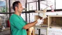 Peçeli baykuş yavrusu Tarsus Doğa Parkı'nda hayat buldu