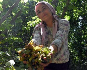 BİTLİS'TE FINDIK HASADI BAŞLADI; 700 TON REKOLTE BEKLENİYOR