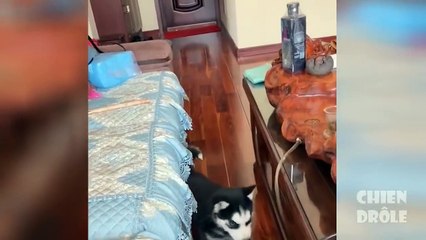 essayez de ne pas rire ,video de chien trop marrant ptdr