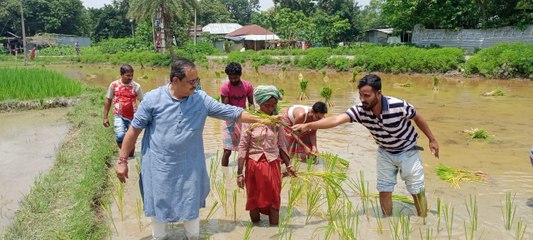 রাখি বন্ধন উৎসবের দিনে ধানের চারা রোপণ করলেন ড. অশোক কুমার লাহিড়ী