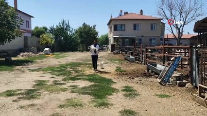 Hayvanları araçların altında kalan mahalleli yola kasis istiyor