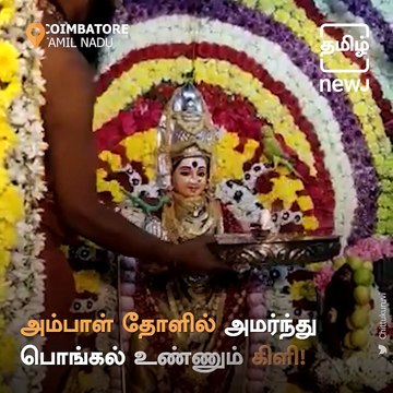 Parrot Eats Pongal Sitting On the Shoulder Of Ambal At Makali Amman Temple, Coimbatore
