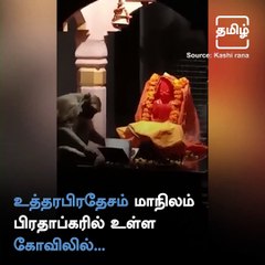 Watch This Unusual Video Of A Monkey Reading The Ramayan