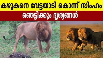 സിംഹം കഴുകനെ വേട്ടയാടുന്നത് കാണുന്നത് ആദ്യം | Oneindia Malayalam