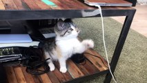 shorts video courte chaton qui joue avec un scotch. funny cat