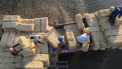 Adadaki saman balyalarını Beyşehir Gölü'nden "duba" aracılığıyla karşı kıyıya taşıyorlar