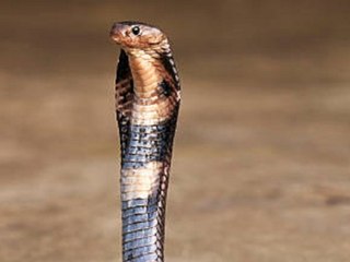 Baden-Württemberg: Schlängelt sich Giftschlange durch das Kirbachtal?