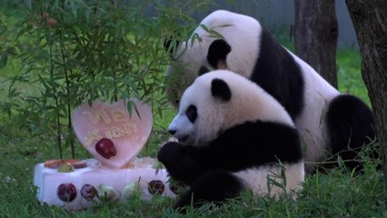 Un gâteau pour Xiao Qi Ji, le bébé panda de Washington né durant la pandémie