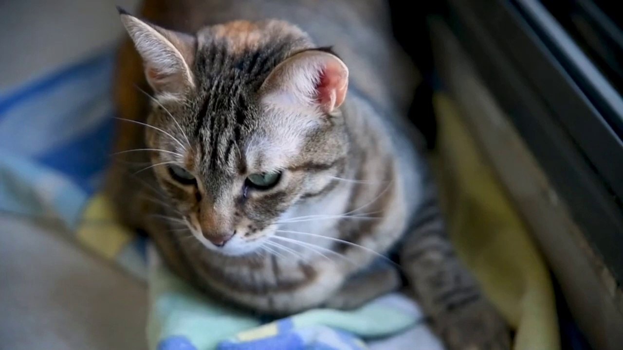 MUST WATCH  SO CUTE CAT Funny video pet animal /kitten fails/vinel compilation