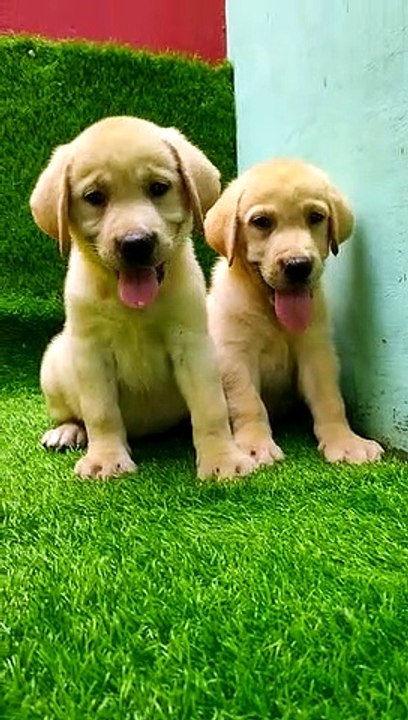 Labra puppy