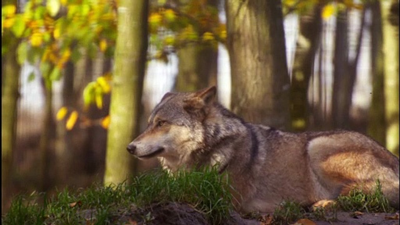 Wolf Stock Footage  Howling  Forest  HD Videos -