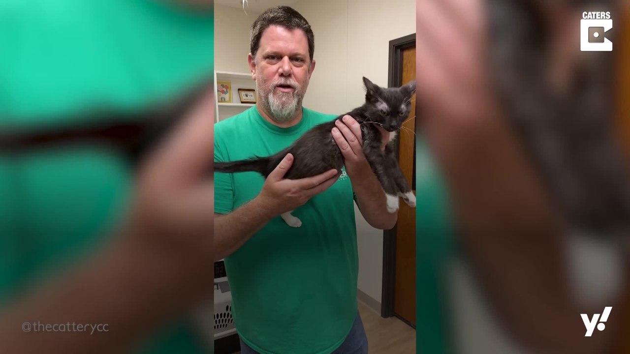 Anleitung: Wie halte ich eine Katze richtig?