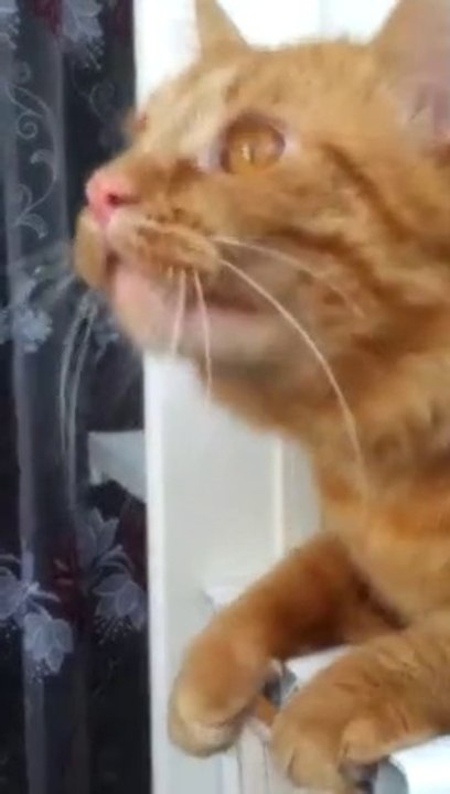 Red Cat