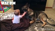 Babies and German Shepherd Dog are always Close Friends  -  Cute Baby and Pets Video