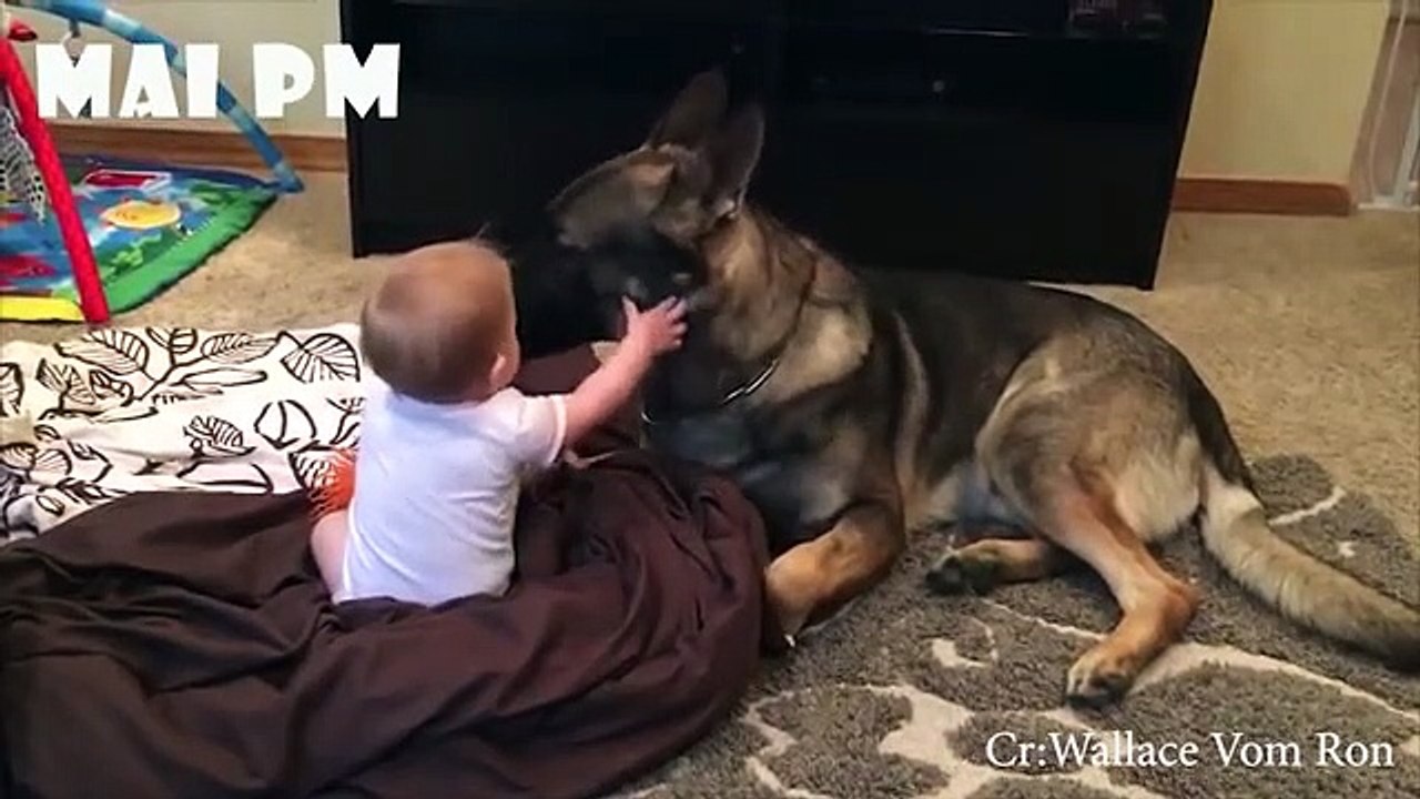 Babies and German Shepherd Dog are always Close Friends  -  Cute Baby and Pets Video