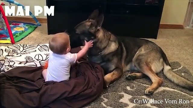 Babies and German Shepherd Dog are always Close Friends - Cute Baby and Pets Video