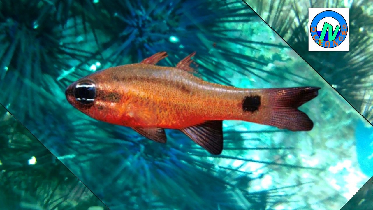 Apogon dovii o Cardenal, Playa Hermosa, Guanacaste, Costa Rica.