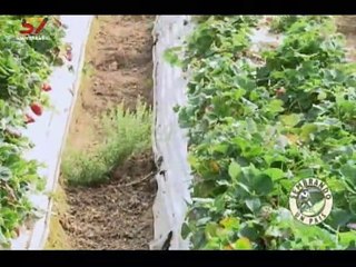 Sembrando un País | Cultivo de fresas en Venezuela