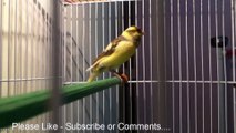 canary singing  birds sound at it s best