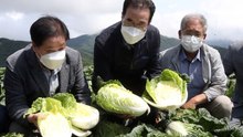 이성희 농협중앙회장, 고랭지배추·무 수급상황 점검