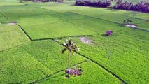 Rice Fields _ Drone Footage 4k - Nature