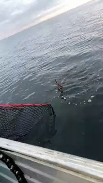 Fishing Net Doesn't Stop Octopus Ink