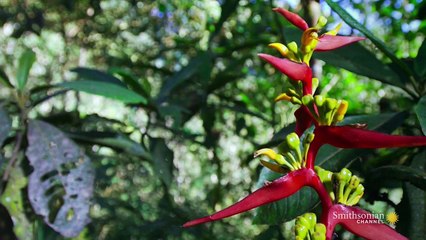 Colombia Wonderful Land Of Wild Magic + 探索狂野哥伦比亚