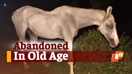 Old & Sick Horse Abandoned By Owner In Odisha’s Ganjam, Rescued By Authorities