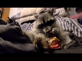 Cute Raccoon Enjoying a Crunchy Snack