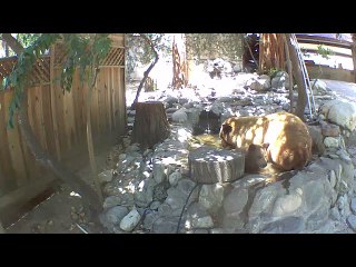 Bear Family Enjoy Playing in Backyard Pond