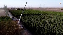 China to step up tree planting to help reach net zero