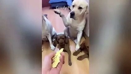 Mira lo que hacen estas lindas mascotas-----Look what these cute pets do