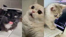 인스타그램이 픽한 '멍충미' 고양이/집사 손 물어놓고 '멘붕으로 일시정지'/아빠 집사에게 '칼퇴톡' 보내는 고양이
