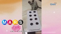 Mars Pa More: Cutie cats, aliw makipaglaro sa DIY toys ng kanilang amo! | Nakita Mo Ba ‘Yan Mars