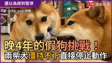 晚4年的假狗挑戰！ 兩柴犬「僵持不下」直接停止動作